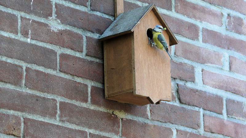 PvdA geeft nestkastjes vanwege Nationale Vogeltelling