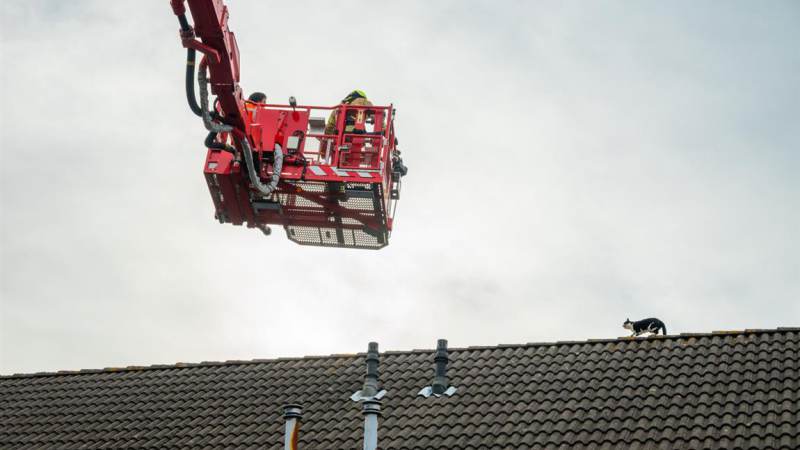Brandweer redt kat van dak in Zuidland