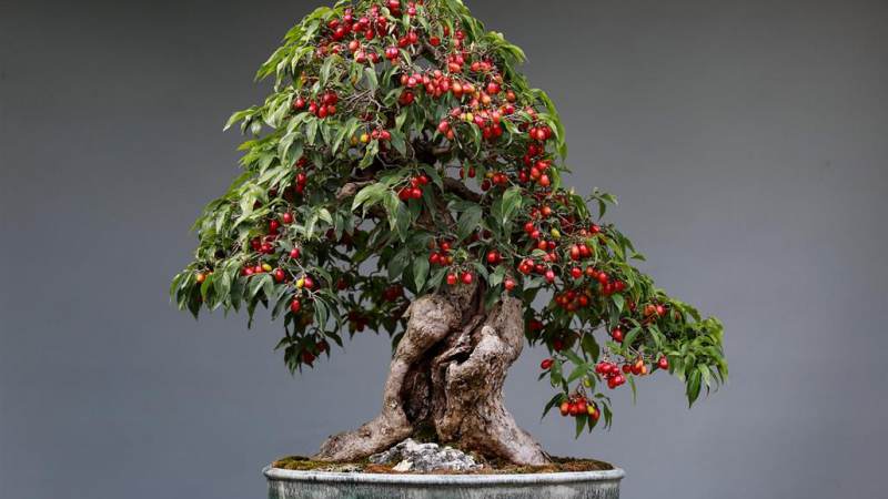 Jaarlijkse bonsai show 