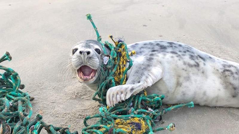 Samenwerking opvangcentra voor verstrikte zeehonden