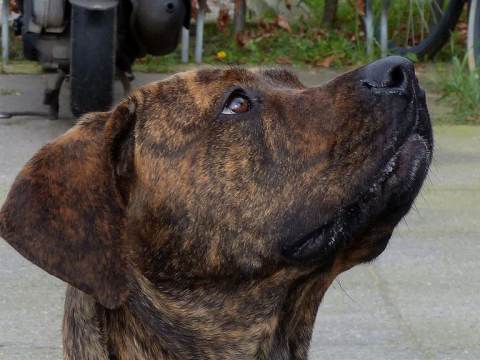 [VIDEO] Dier van de Week - Hond Holly Mae Brood