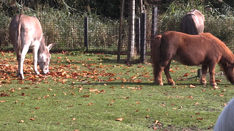 Kinderboerderij Hellevoetsluis vreest sluiting door bezuinigingen