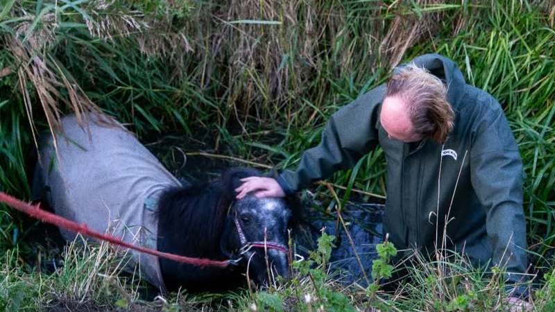 Brandweer redt pony uit sloot Hellevoetsluis