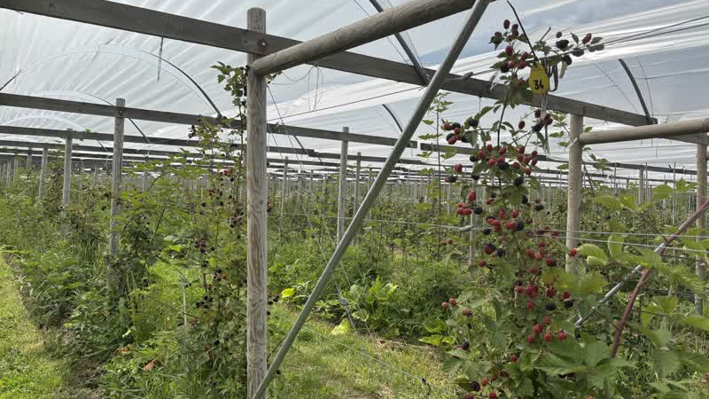 Zonnige gezelligheid bij De Fruitigste Kleinfruitdag in Abbenbroek