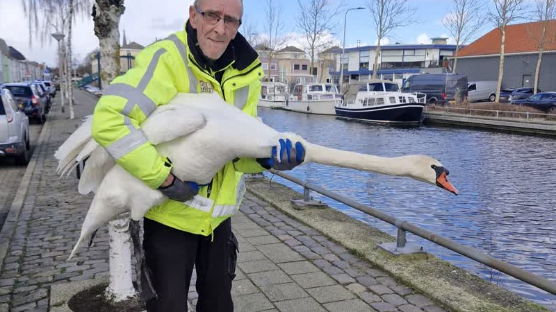 Zwanengroep Zuid-Holland: ‘Ik help de dieren die niemand helpt’