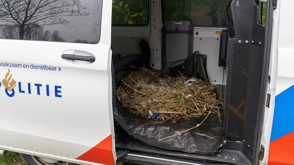 Zwaan_Spijkenisse-Verplaatsen (5).jpg