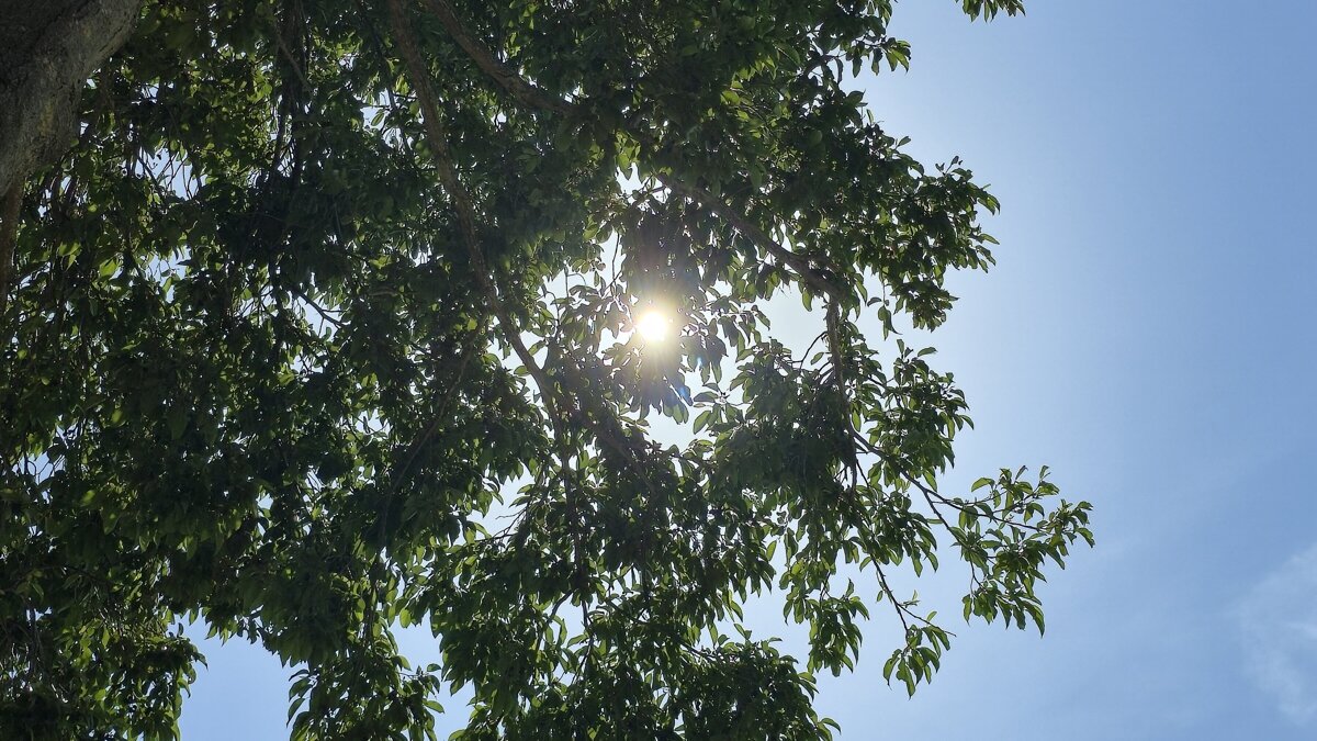 zon