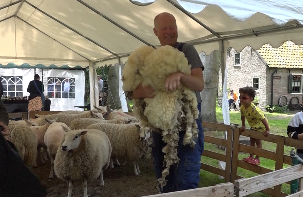 Schaap-scheren