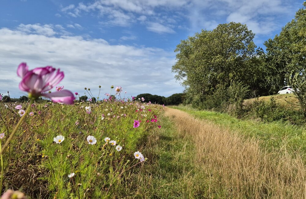 bloemen.jpg