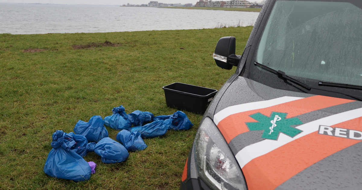 Dode en verzwakte ganzen langs Zeedijk Hellevoetsluis door vogelgriep