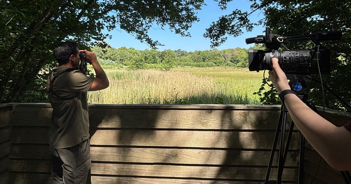 Droogte op Voorne-Putten: ‘Ik houd mijn hart vast’