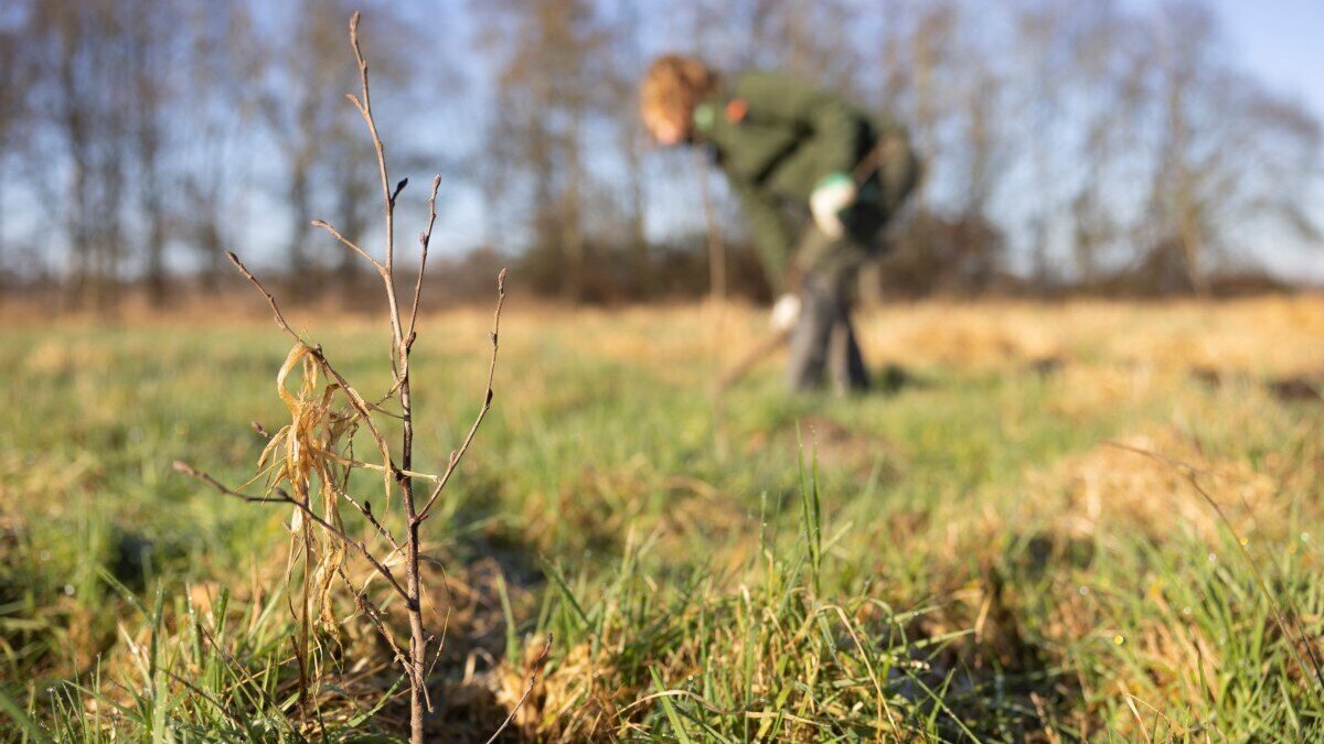 27043-Aanplant-nieuw-bos@Marco-van-de-Burgwal---Staatsbosbeheer
