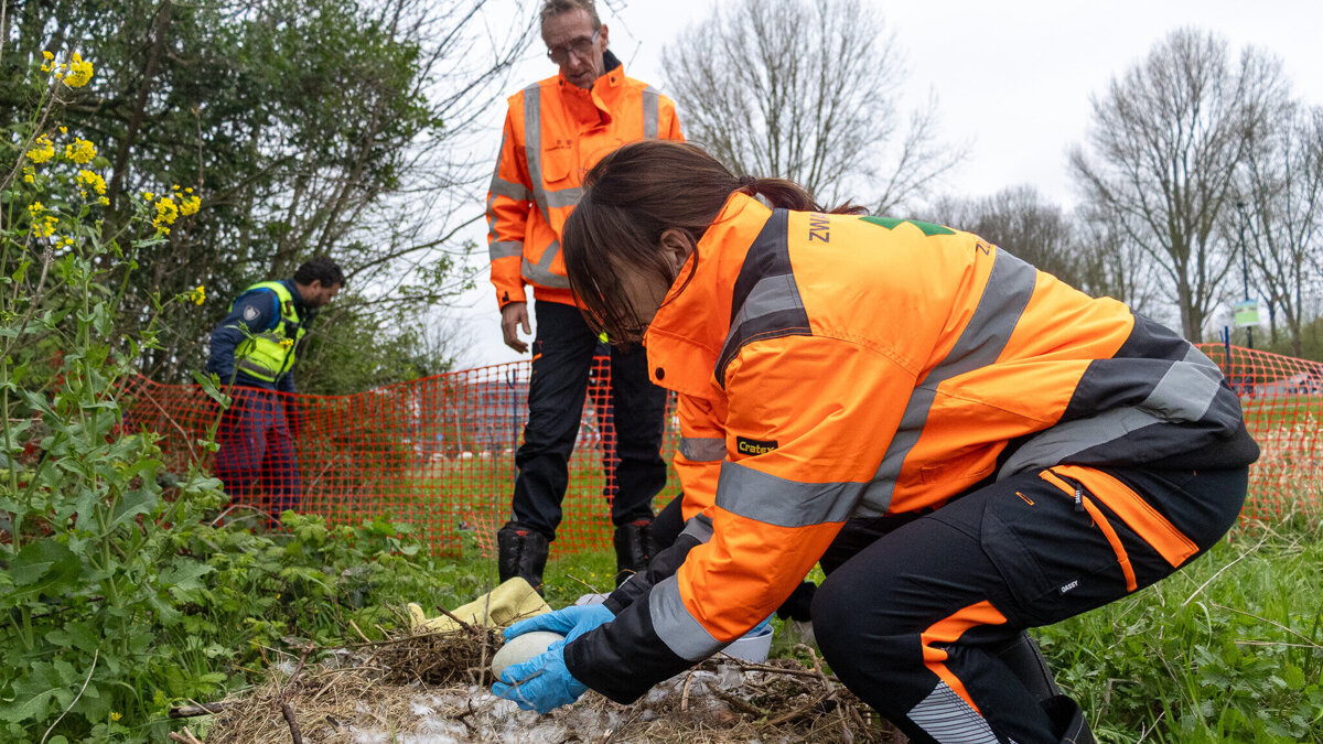 Zwaan_Spijkenisse-Verplaatsen (1).jpg