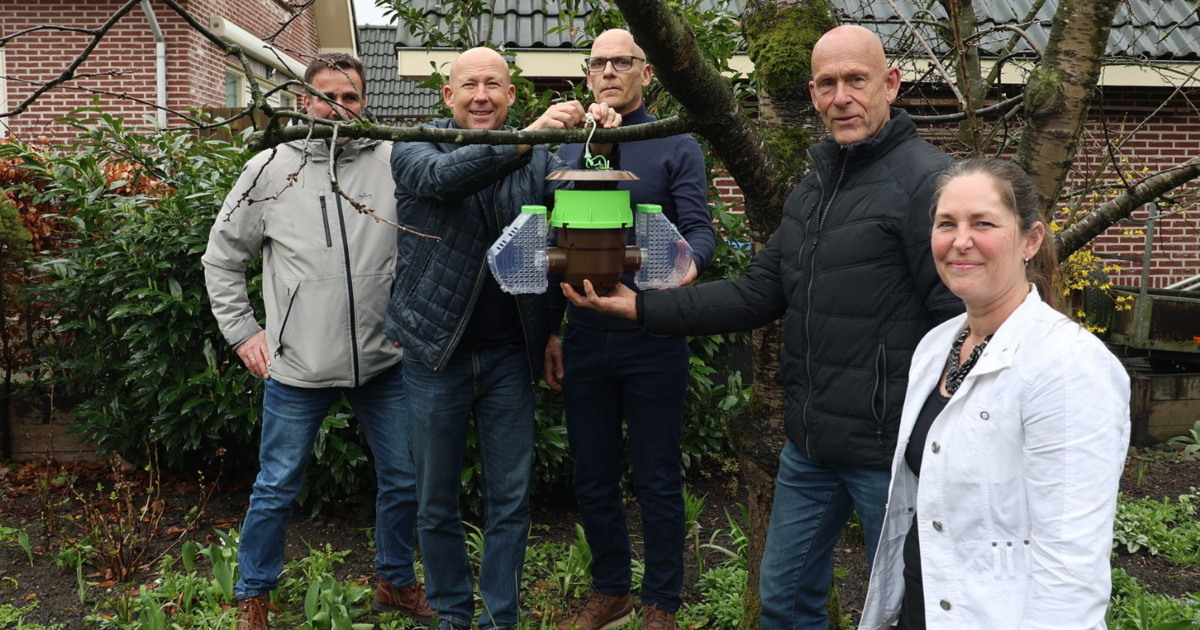 Aziatische hoornaar in beeld: zo herkent u voorjaars- en zomernesten