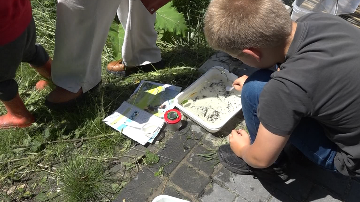 Waterdiertjes
