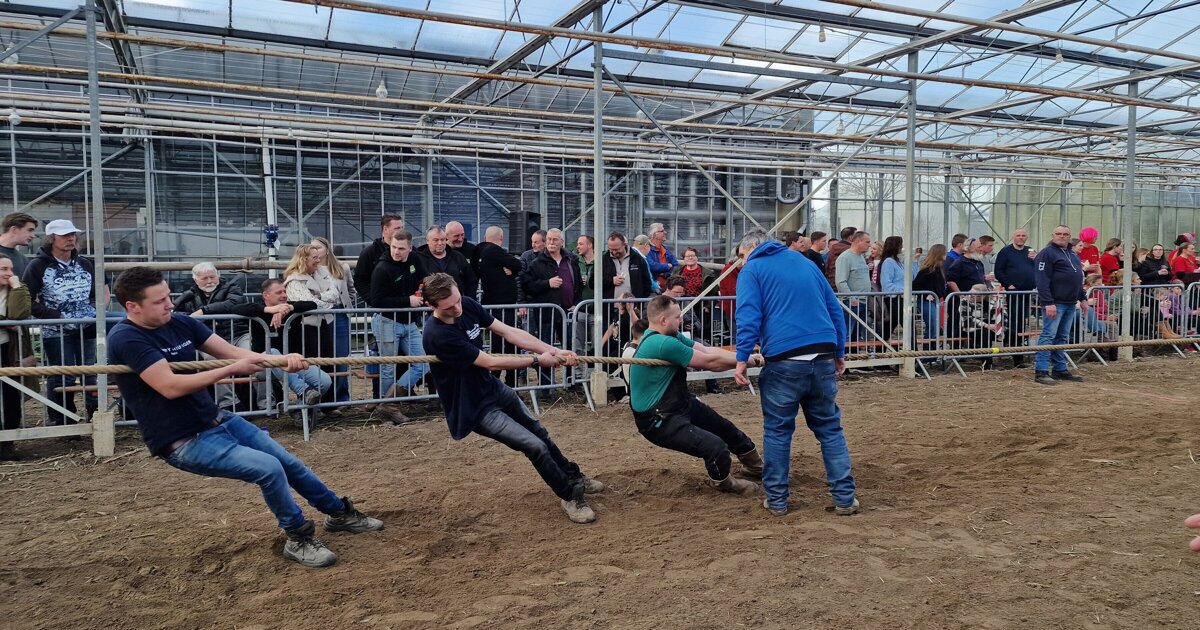 Spanning en kracht bij het jaarlijkse touwtrekken in Vierpolders