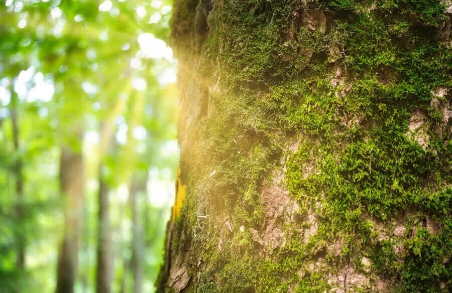 Stockfoto bomen