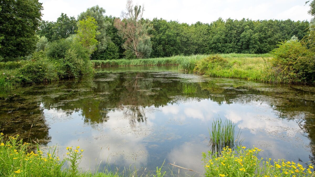 Park Vogelenzang - Niels Braal Fotografie.jpeg