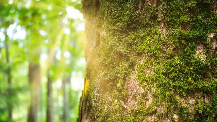 Stockfoto bomen