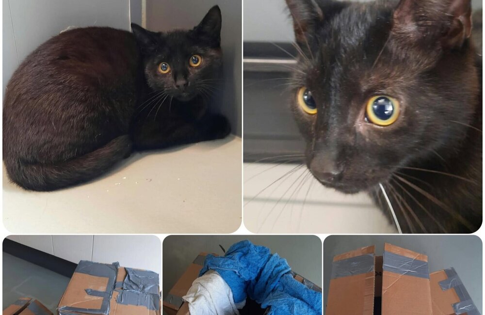 Aantreffen kittens metrostation Heemraadlaan Dierenopvangcentrum Spijkenisse