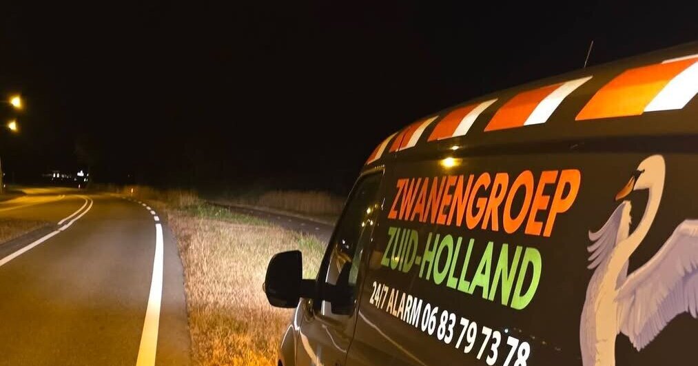 Jonge zwaan loopt op wegdek in Rockanje