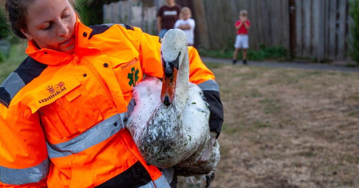 Botulisme treft watervogels in Hellevoetsluis: ‘Het probleem wordt steeds groter'