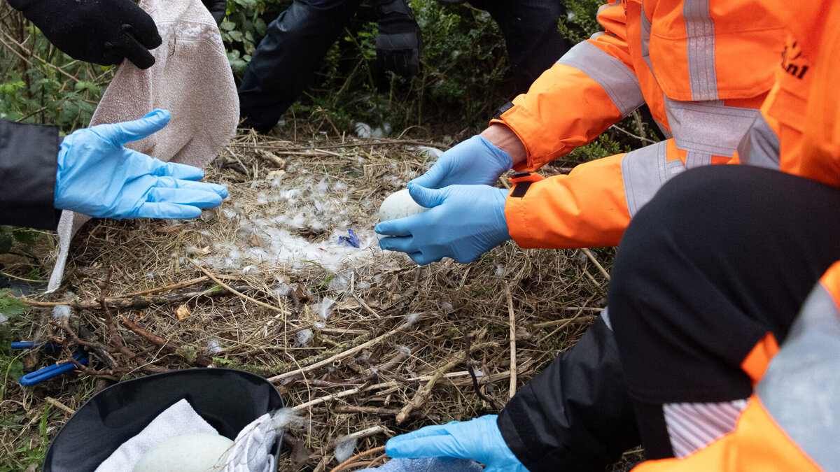 Zwaan_Spijkenisse-Verplaatsen (3).jpg