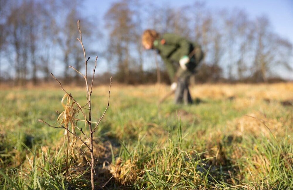 27043-Aanplant-nieuw-bos@Marco-van-de-Burgwal---Staatsbosbeheer