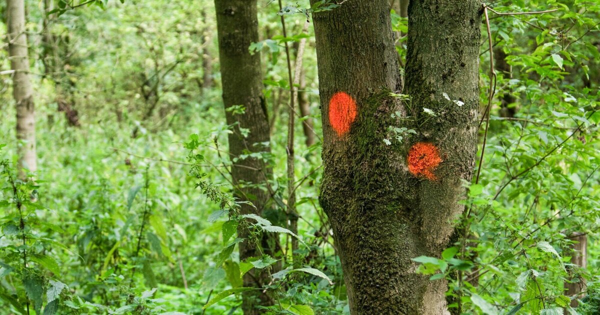 Staatsbosbeheer start voorbereidingen voor boswerkzaamheden op Voorne-Putten