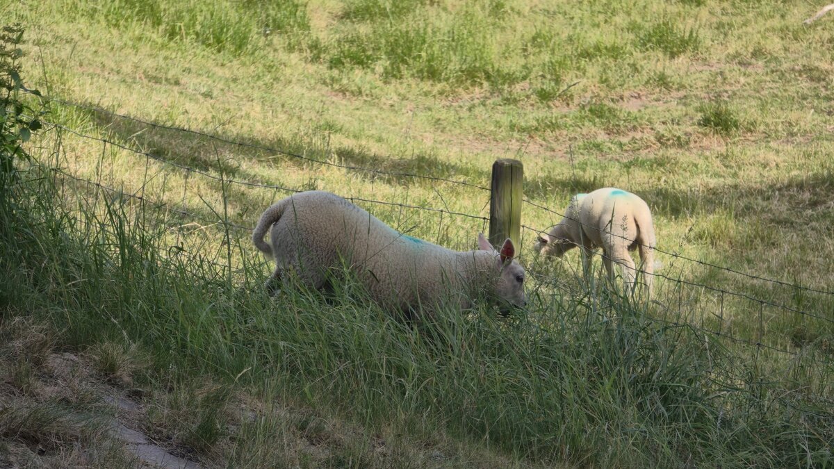 Schaap-dieren-weide