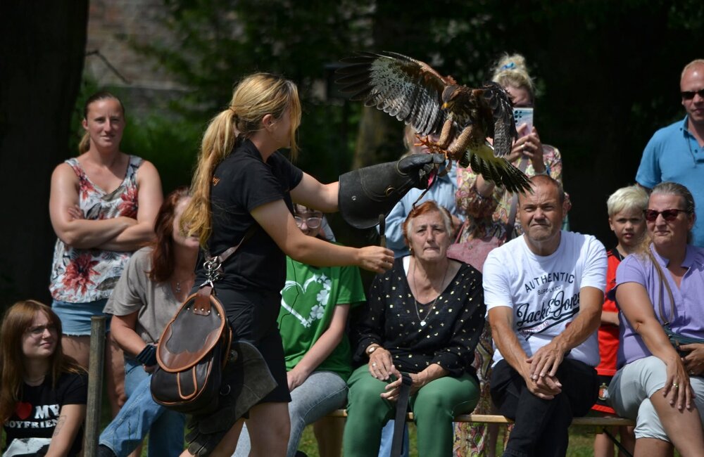 Roofvogelshow Ruine Ravesteyn Heenvliet