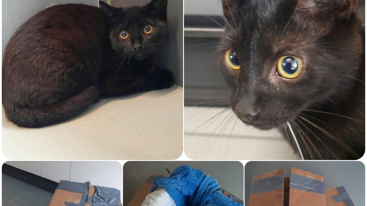 Aantreffen kittens metrostation Heemraadlaan Dierenopvangcentrum Spijkenisse