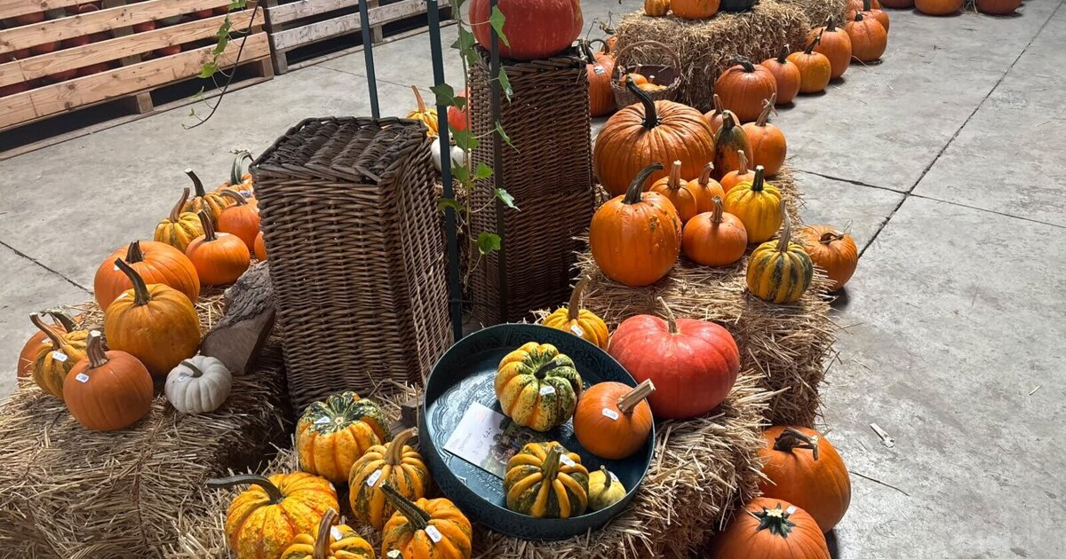 Pompoenen en bloemen brengen herfstsfeer naar Geervliet