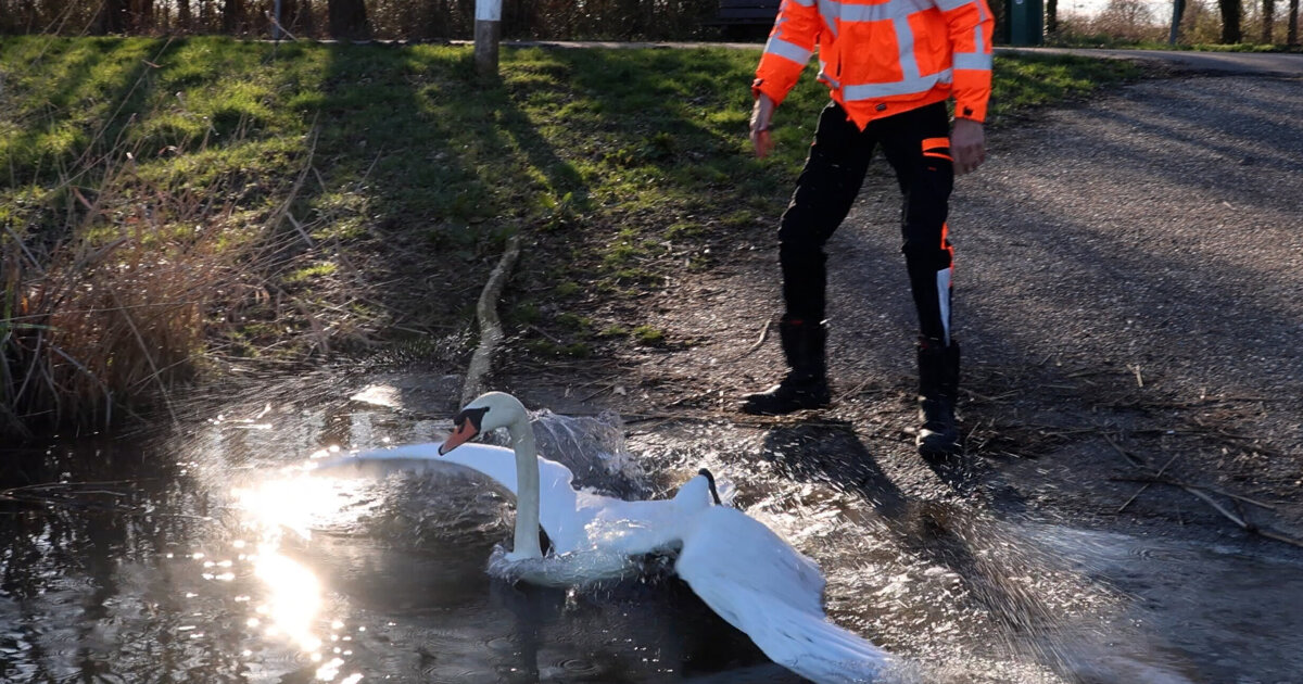 Zwanengroep laat herstelde zwaan weer los bij Rondweg in Abbenbroek