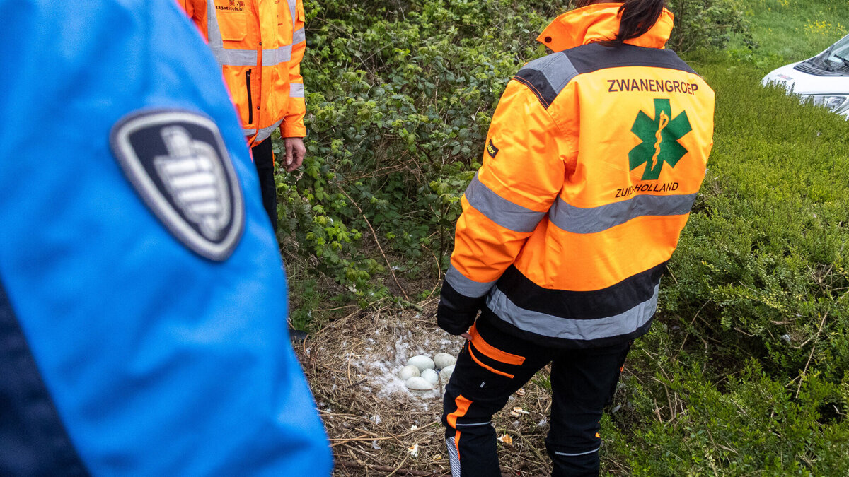 Zwaan_Spijkenisse-Verplaatsen (2).jpg