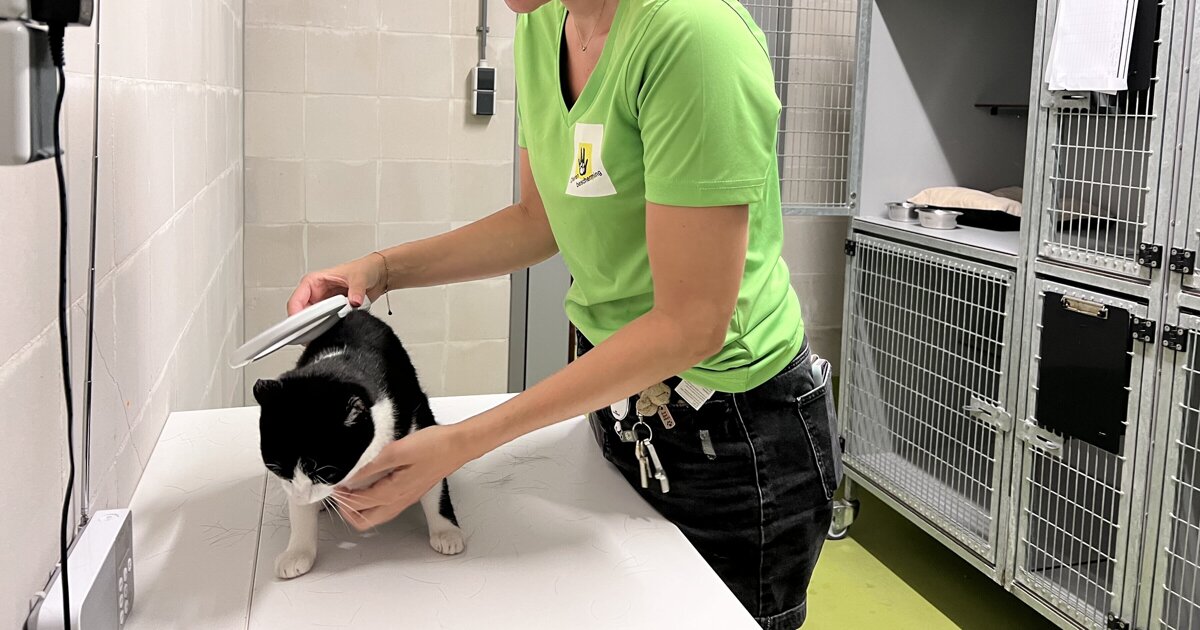 Chipactie voor katten in Voorne aan Zee in maart 2026