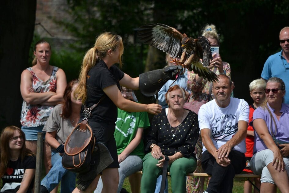 Roofvogelshow terug bij Ruïne Ravesteyn in Heenvliet: ‘Publiek zit er bovenop en zien de vogels van 