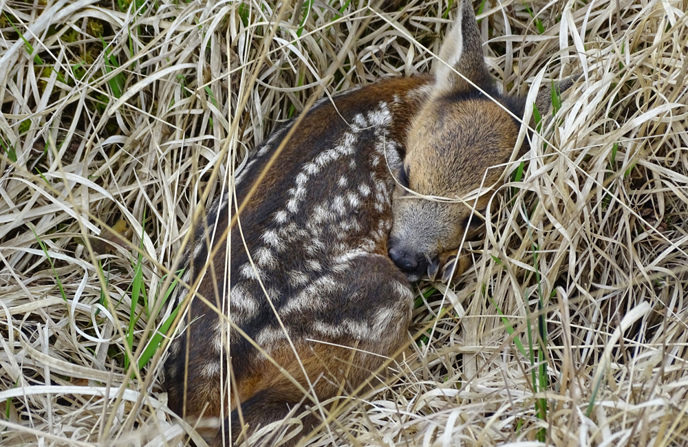 23609-Reekalf-slapend-in-het-hoge-gras@Liesbeth-van-Oirschot-Beerens---Staatsbosbeheer (1).png