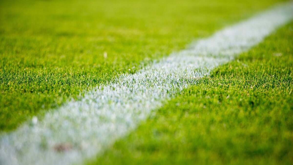stocksnap-grass-2616911.jpg