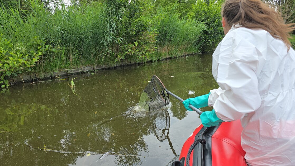 Visstand moet zich op natuurlijke wijze herstellen na vissterfte