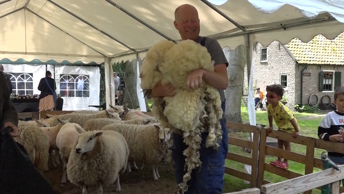 Schaap-scheren