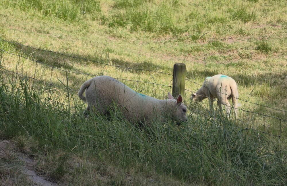 Schaap-dieren-weide