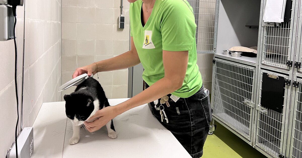 Tientallen zwerfdieren per jaar opgevangen op Voorne-Putten