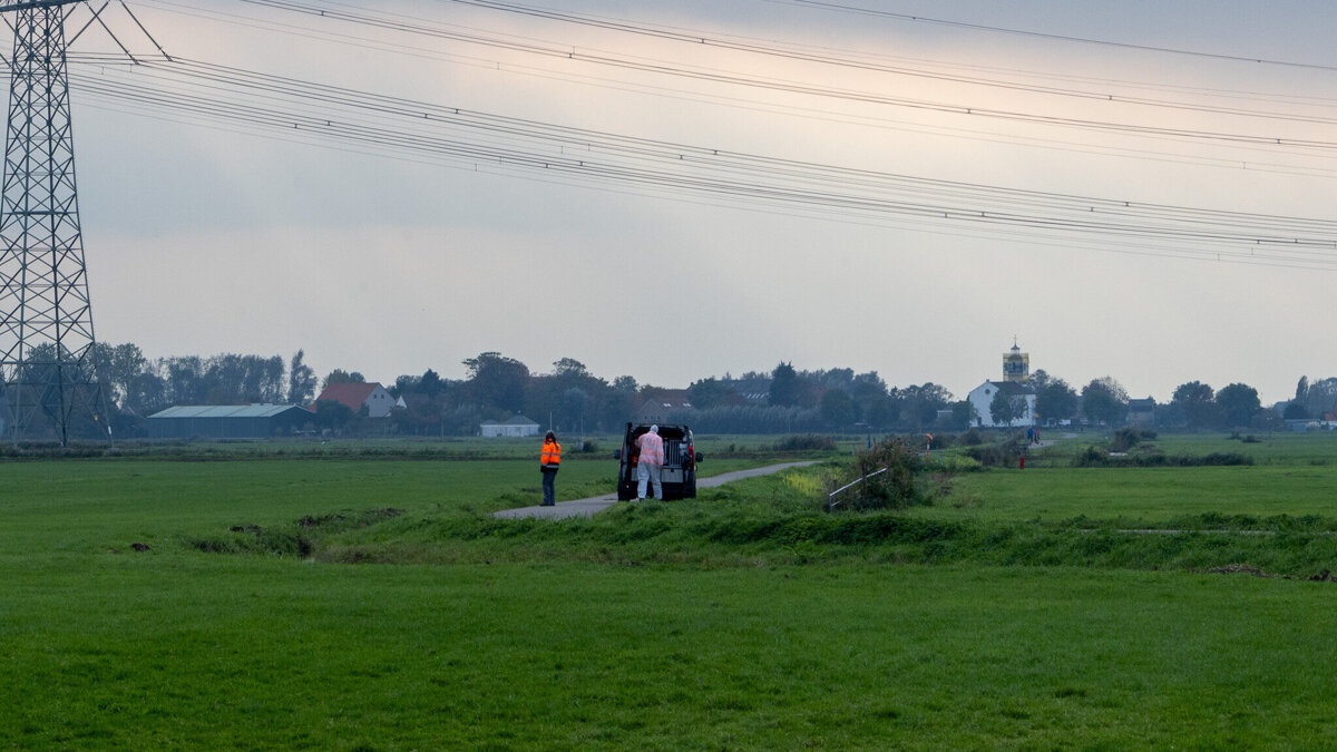 Zwanengroep_Gans (4)