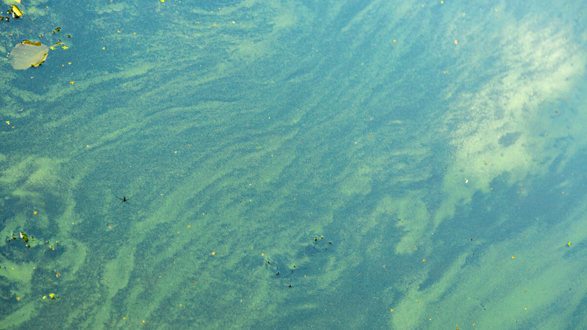 Blauwalg