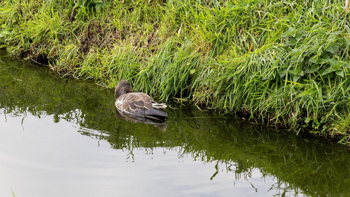 Zwanengroep_Gans (1)