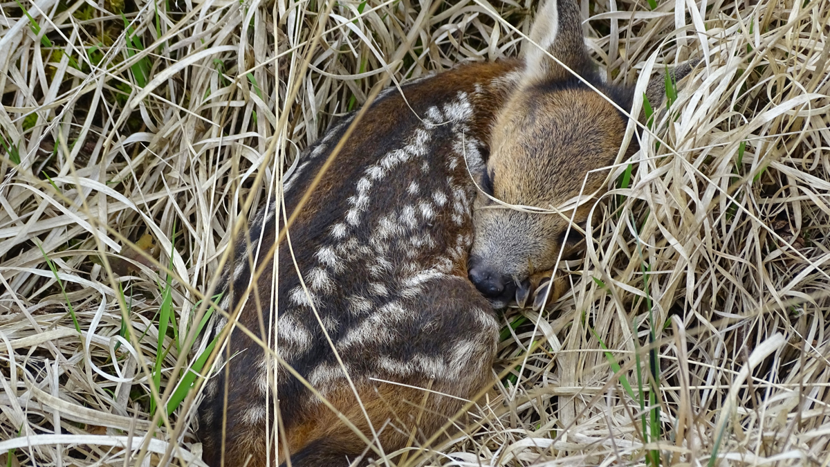 23609-Reekalf-slapend-in-het-hoge-gras@Liesbeth-van-Oirschot-Beerens---Staatsbosbeheer (1).png