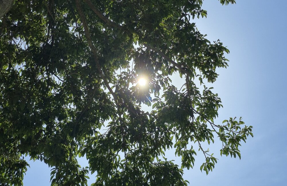 zon