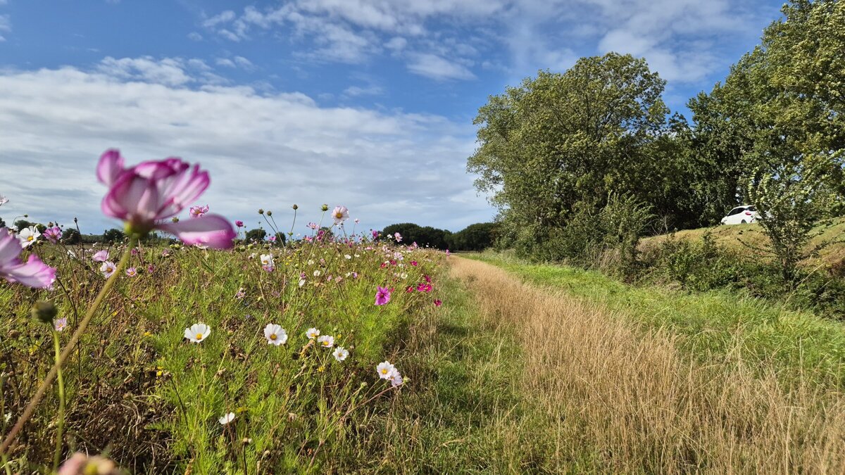 bloemen.jpg