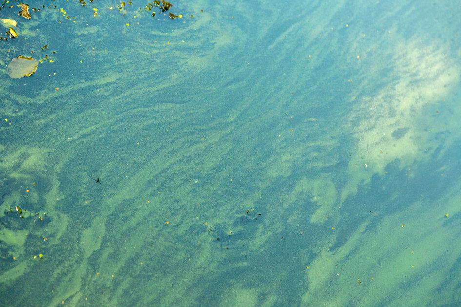 Blauwalg in de Bernisse